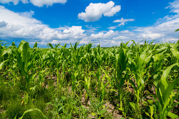 Green corn field