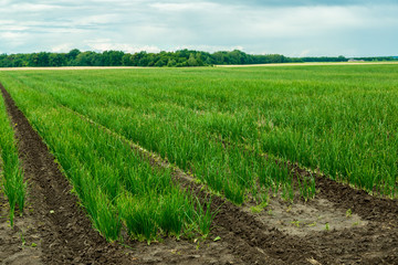Agricultural field with onion
