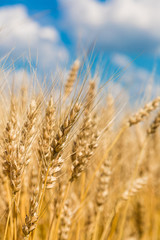 A wheat field, fresh crop of wheat