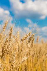 A wheat field, fresh crop of wheat