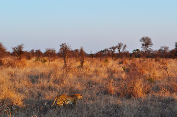 Naklejka na ściany i meble Sud Africa, 28/09/2009: leopardo africano nel Kruger National Park, la più grande riserva naturale del Sudafrica fondata nel 1898 e diventata il primo parco nazionale del Sud Africa nel 1926
