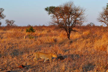 Sud Africa, 28/09/2009: leopardo africano nel Kruger National Park, la più grande riserva naturale del Sudafrica fondata nel 1898 e diventata il primo parco nazionale del Sud Africa nel 1926