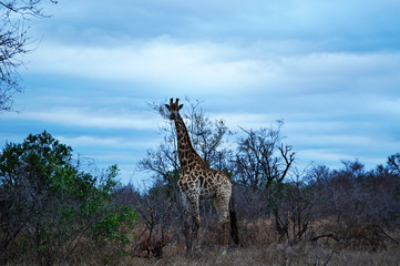 Sud Africa, 28/09/2009: una giraffa nel Kruger National Park, la più grande riserva naturale del Sudafrica fondata nel 1898 e diventata il primo parco nazionale del Sud Africa nel 1926