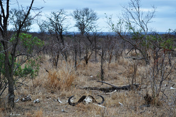 Sud Africa, 28/09/2009: i resti di un bufalo nel Kruger National Park, la più grande riserva...