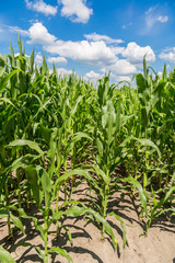 Green corn field