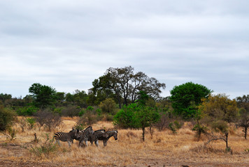 Sud Africa, 28/09/2009: un branco di zebre nel Kruger National Park, la più grande riserva naturale del Sudafrica fondata nel 1898 e diventata il primo parco nazionale del Sud Africa nel 1926