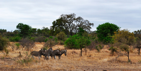 Sud Africa, 28/09/2009: un branco di zebre nel Kruger National Park, la più grande riserva...