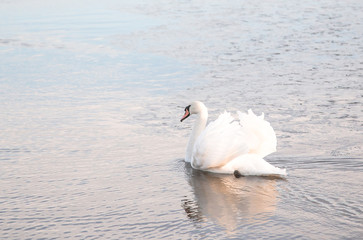 Plakat swan swimming in a lake