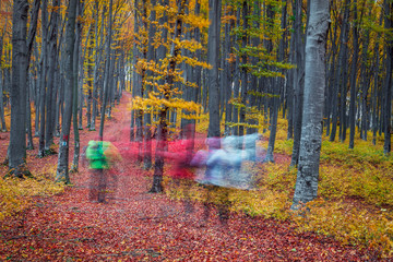 Hikers crossing the forest in autumn.Autumn in the forest with l