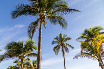 Fototapeta na wymiar Palm trees low angle view/Palm trees in the blue sunny sky 