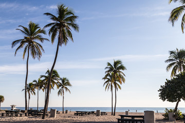 Fototapeta na wymiar Beach table and Palm trees/ palm tree and beach table and bench at gorgeous beach park at Fort Lauderdale, FL