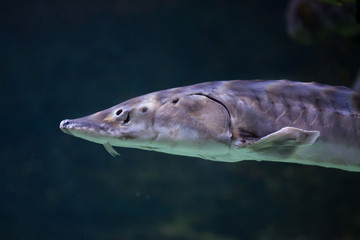 Obraz premium European sea sturgeon (Acipenser sturio)