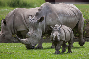 Obraz premium Southern white rhinoceros (Ceratotherium simum simum).