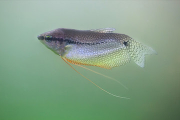Pearl gourami (Trichopodus leerii).