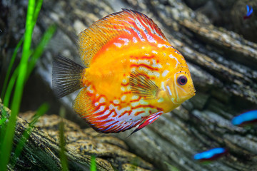 Red discus (Symphysodon discus).