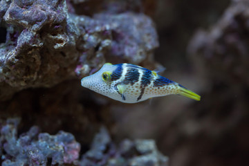 Valentinni's sharpnose puffer (Canthigaster valentini) © Vladimir Wrangel