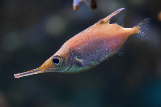 Longspine snipefish (Macroramphosus scolopax)