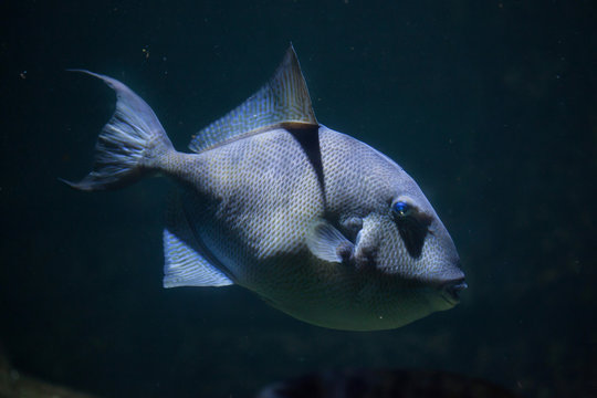 Grey triggerfish (Balistes capriscus).