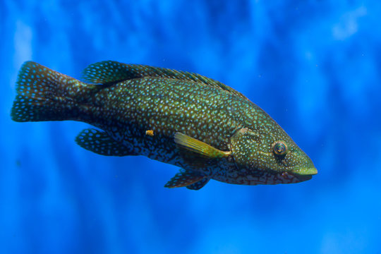 Ballan wrasse (Labrus bergylta).