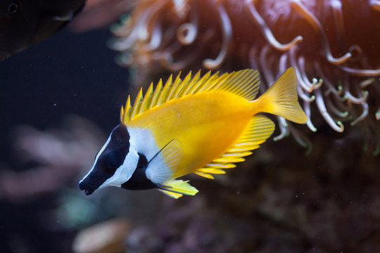 Fototapeta Foxface rabbitfish (Siganus vulpinus).