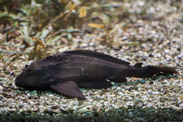 Obraz premium Adonis pleco (Acanthicus adonis).