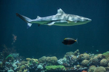 Naklejka premium Blacktip reef shark (Carcharhinus melanopterus)