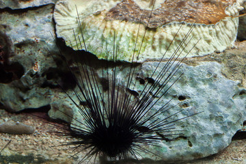 Long-spined sea urchin (Diadema setosum)