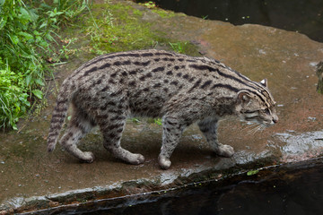 Fishing cat (Prionailurus viverrinus).