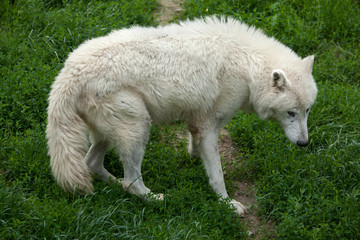 Arctic wolf (Canis lupus arctos)
