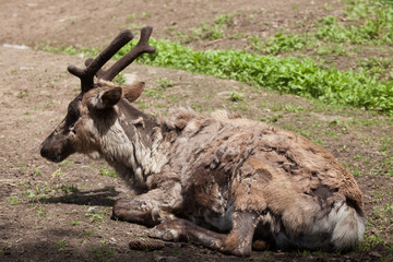 Domestic reindeer (Rangifer tarandus f. domestica)