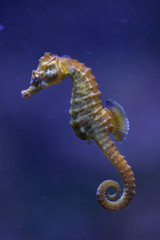 Short-snouted seahorse (Hippocampus hippocampus). © Vladimir Wrangel