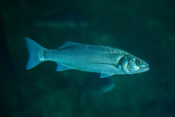 Fototapeta premium Thicklip grey mullet (Chelon labrosus).