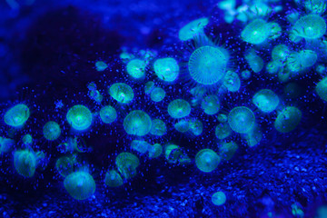 Jewel anemone (Corynactis viridis). © Vladimir Wrangel