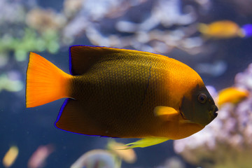 Clarion angelfish (Holacanthus clarionensis).