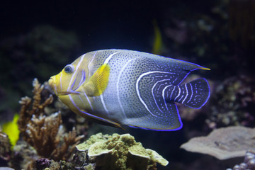Fototapeta na wymiar Semicircle angelfish (Pomacanthus semicirculatus)