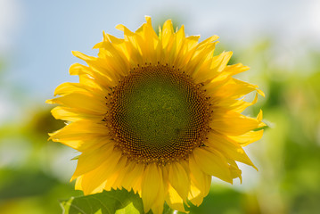 Sunflower in the field. Close-up. Summer sunny day.