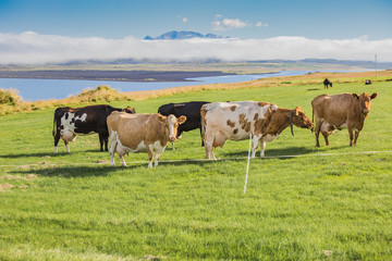 Cows on a green pasture and blue sky. © arianarama