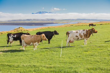 Fototapeta na wymiar Cows on a green pasture and blue sky.