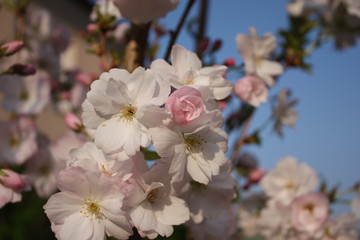 Fototapeta na wymiar Prunus serrulata blossoms