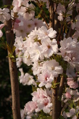 Prunus serrulata blossoms