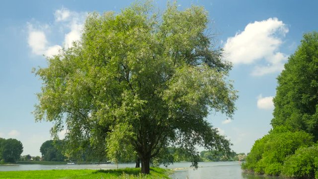 Beautiful tree on the river Rhine) with pollen