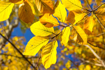 Herbst im Wald