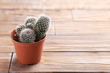 Cactus in brown pot on a brown wooden table