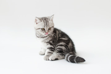 Small young cat with striped fur on a light background