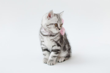 Small young cat with striped fur on a light background