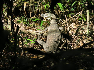 Lizard in Noosa National Park