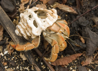 Hermit Crab, Galapagos