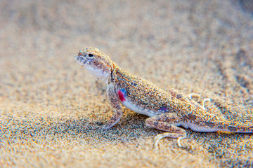Lizard hiding in the sand in Gobi desert, China - 126859396