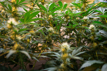 Fototapeta premium Cannabis Flowers - indoor - Mid focus