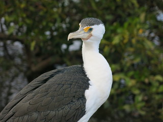 Little pied cormorant